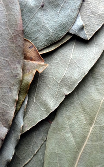 Bay Laurel Raw Herb - 2 oz.