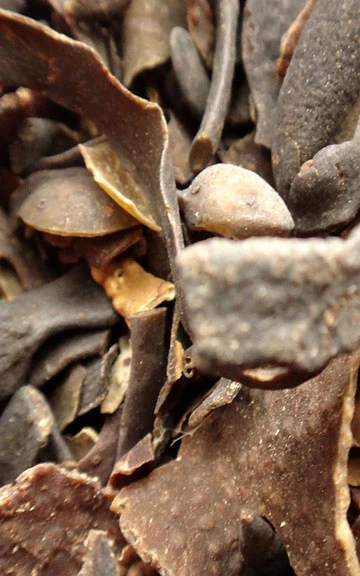 Bladderwrack Raw Herb - 4 oz.