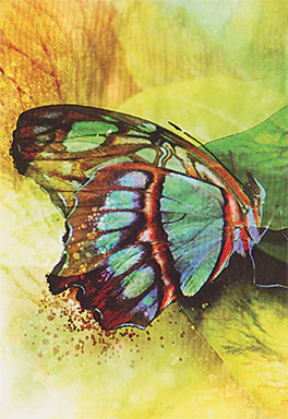 Butterfly Transformations - Image 4