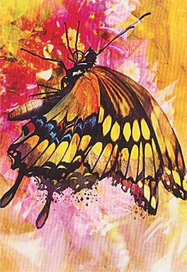 Butterfly Transformations - Image 6