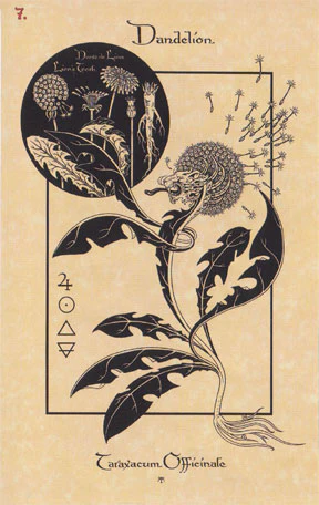 Magickal Botanical Oracle - Image 2